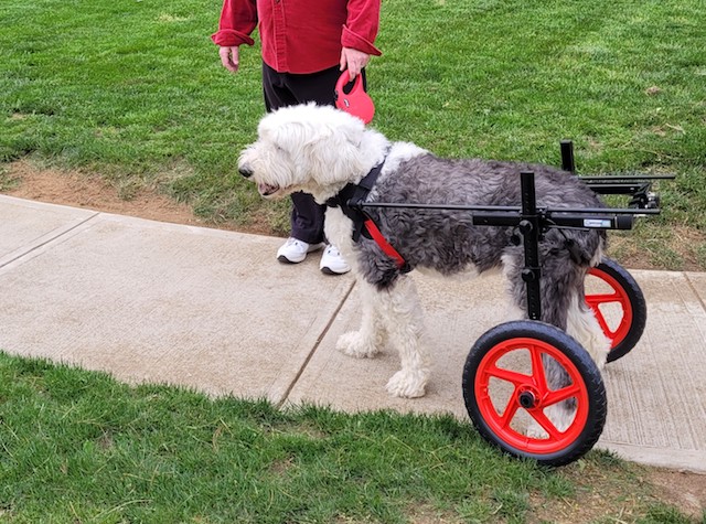 Ivy in Wheelchair